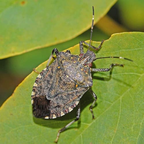 Brown Marmorated Stink Bug reference