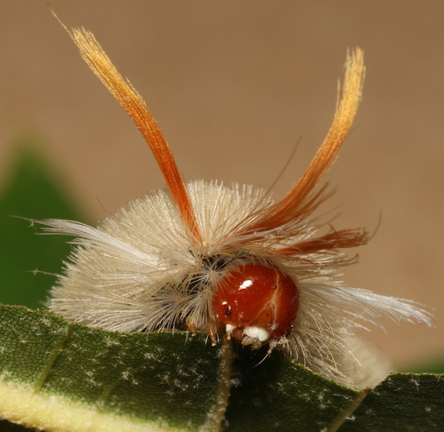 Sycamore Tussock Moth reference