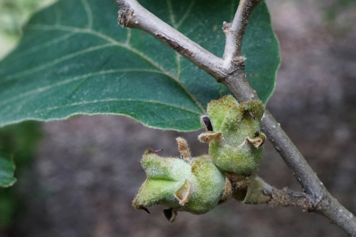 Chinese Witch-hazel reference
