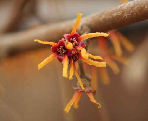 Ozark Witch-hazel reference