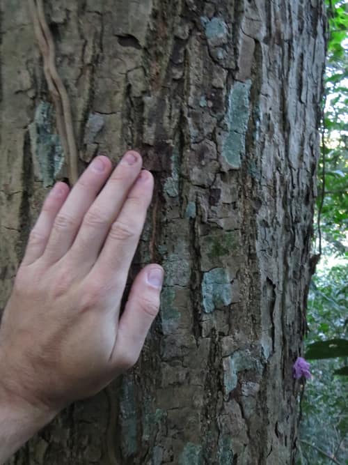 Pink Trumpet Tree reference