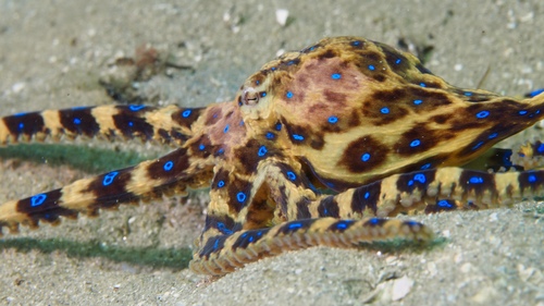Southern Blue-ringed Octopus reference