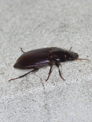 Large Harpalus Beetle reference
