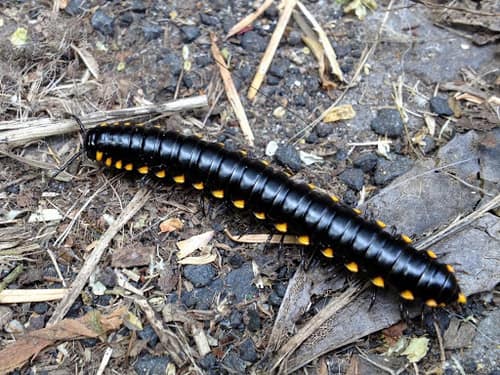 Yellow-Spotted Millipede reference