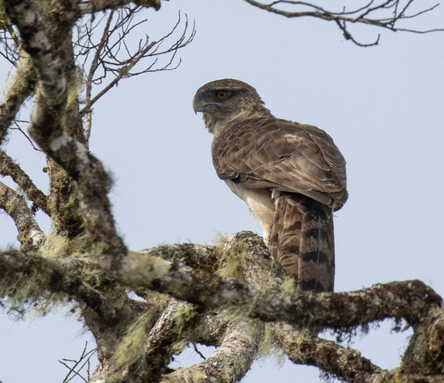 Papuan Eagle reference