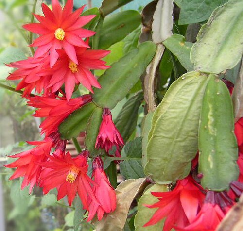 Easter Cactus reference