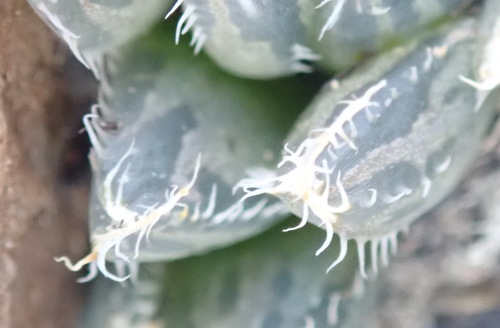 Cooper's Haworthia reference