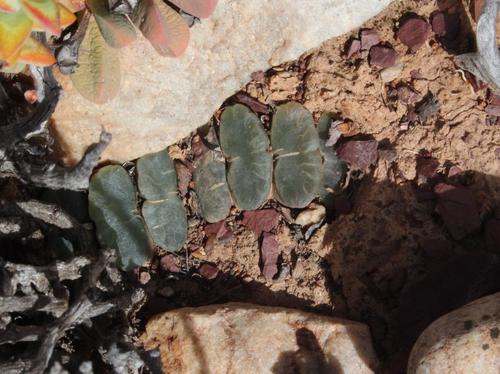 Window Haworthia reference