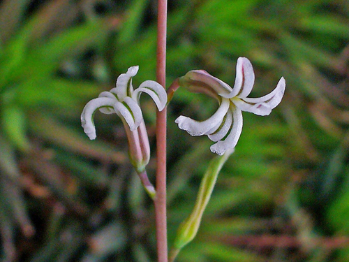 Zebra Haworthia reference