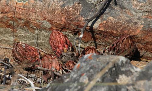 Columnar Haworthia reference