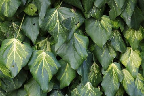 Persian Ivy reference