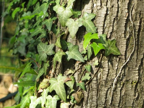 English Ivy reference