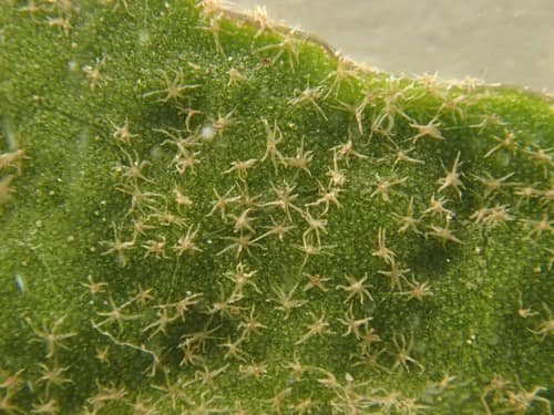 Atlantic Ivy reference