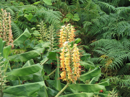 Kahili Ginger reference