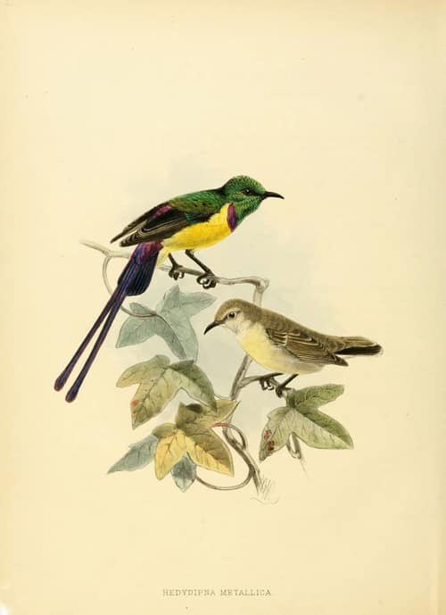 Nile Valley Sunbird reference