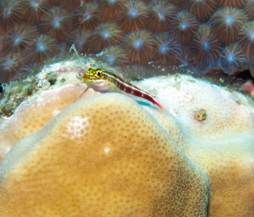 Striped Triplefin reference