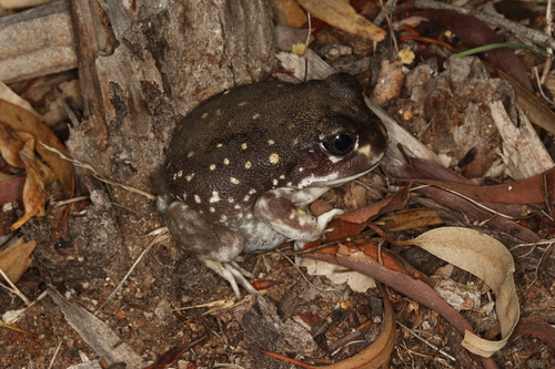 Spotted Burrowing Frog reference