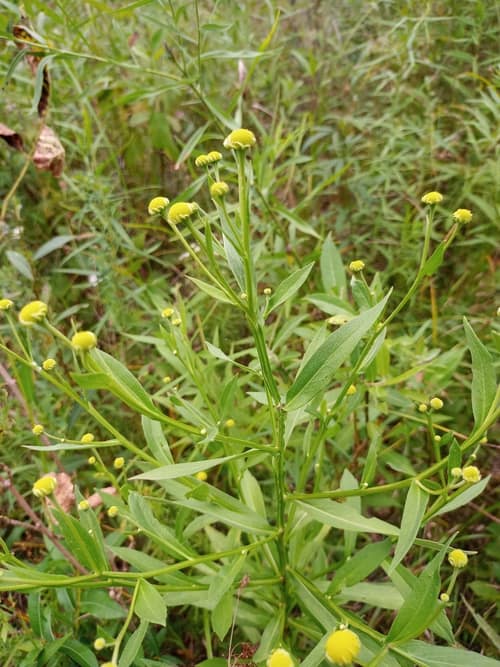 Sneezeweed reference
