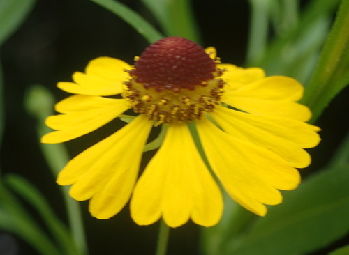 Purplehead Sneezeweed reference