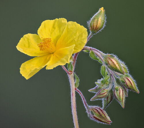 Common Rock-rose reference