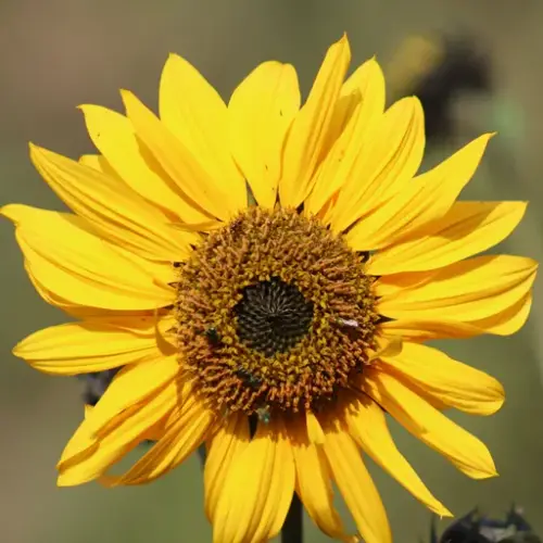 Common Sunflower reference