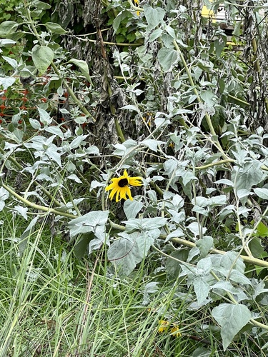 Silverleaf Sunflower reference