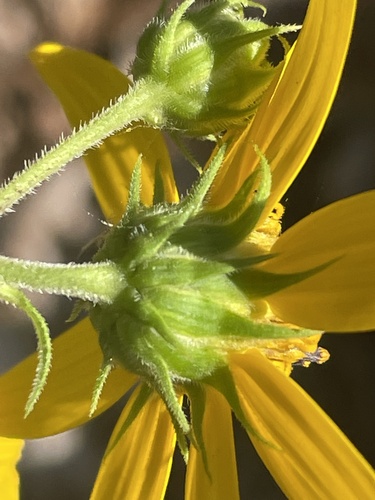 Woodland Sunflower reference