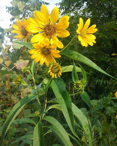 Sawtooth Sunflower reference
