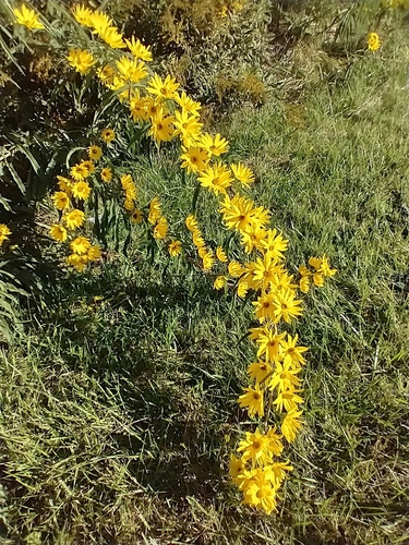 Maximilian Sunflower reference