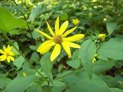 Pale-leaved Sunflower reference