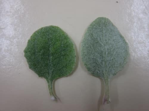 Licorice Plant reference
