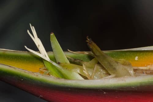 Lobster-claw Heliconia reference