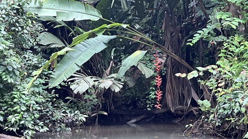 False Bird-of-Paradise reference