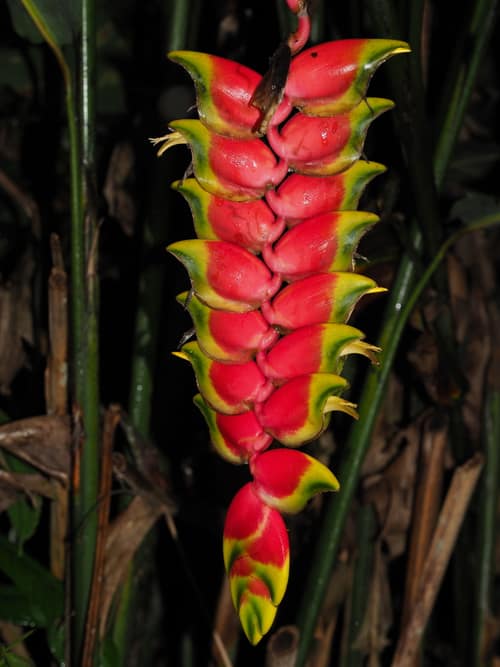 Hanging Lobster Claw reference