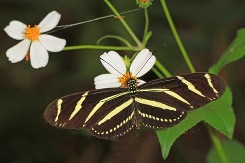Zebra Longwing reference