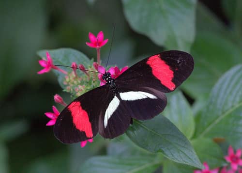 Crimson-patched Longwing reference