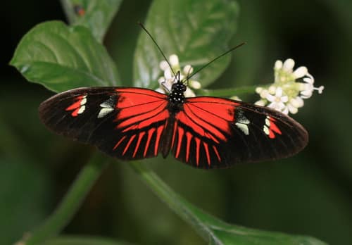 Postman Butterfly reference