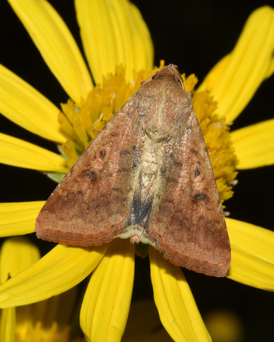 Cotton Bollworm reference