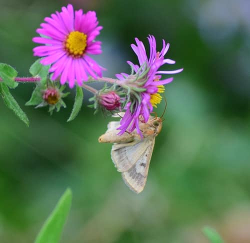 Corn Earworm Moth reference
