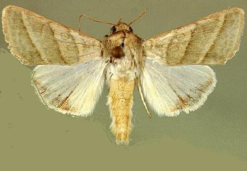 Tobacco Budworm reference