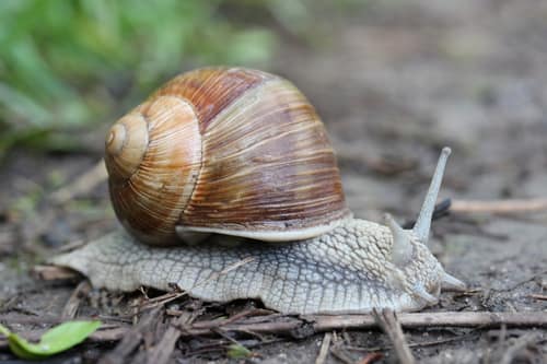 Roman Snail reference