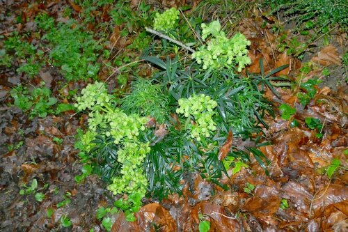Stinking Hellebore reference