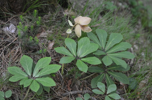 Christmas Rose reference