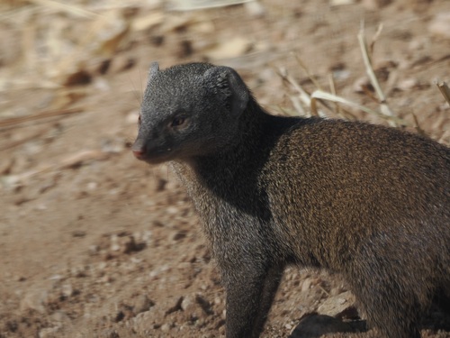 Ethiopian Dwarf Mongoose reference