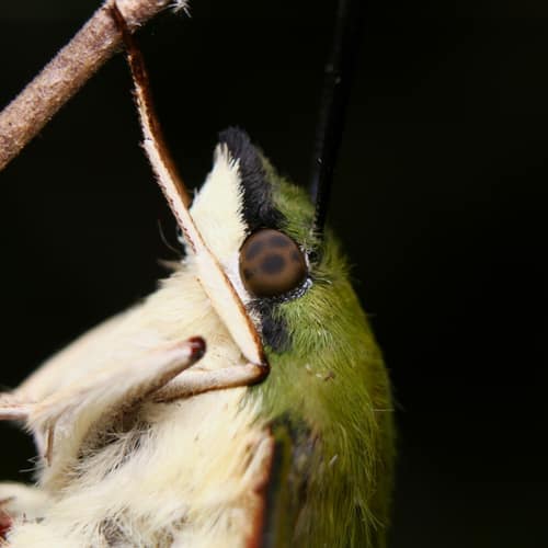 Hummingbird Clearwing reference