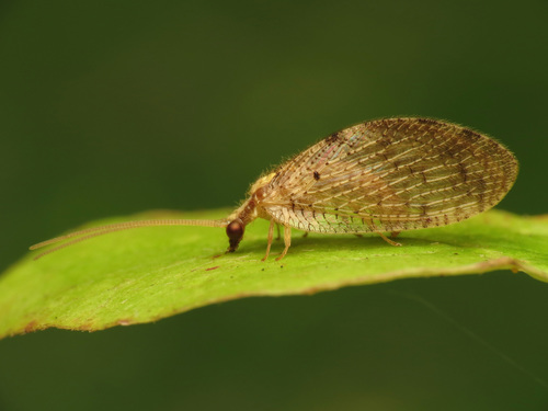 Brown Lacewing reference