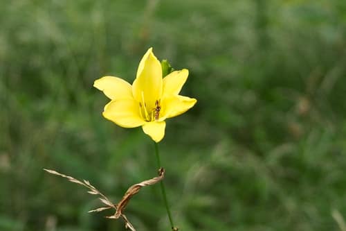 Citron Daylily reference