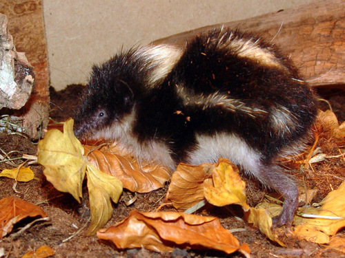 Highland Streaked Tenrec reference