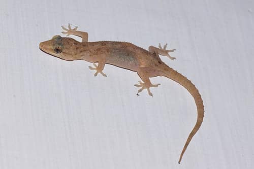 Asian House Gecko reference