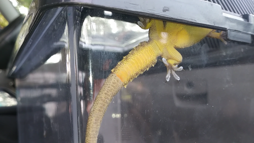 Indo-Pacific Gecko reference